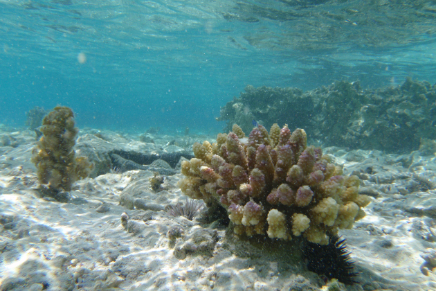 サンゴ礁保全の最前線 明かされつつある白化現象の謎