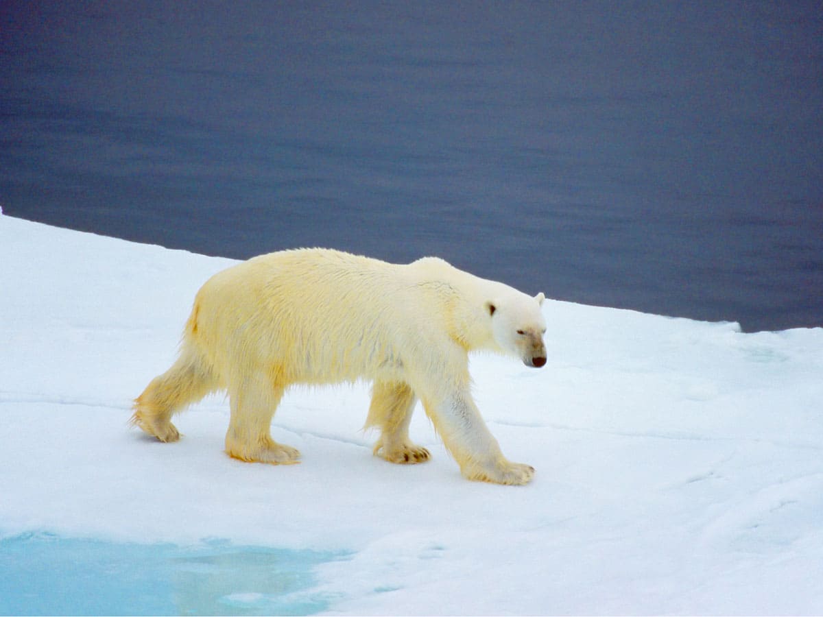 永久凍土が解けだした 北極の航路と資源をめぐる覇権争い 政経電論